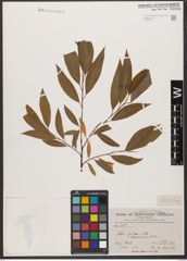 Foto von Salix wallichiana Andersson